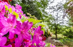 The Masters flowers